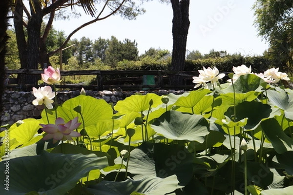 Obraz water lilies in the garden