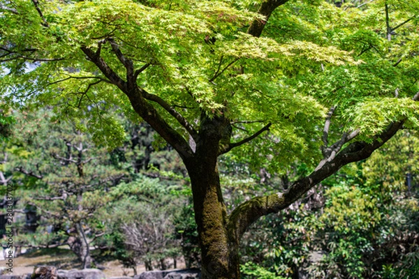 Fototapeta 青もみじ