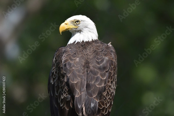 Fototapeta Bald Eagle