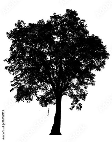 Fototapeta Black shadows, large trees that are completely isolated on a white background.