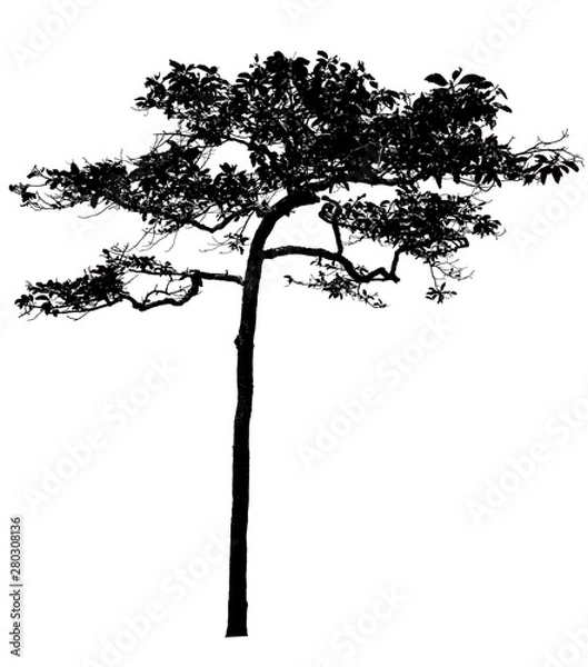 Fototapeta Black shadows, large trees that are completely isolated on a white background.