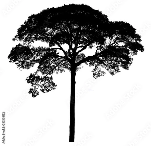 Obraz Black shadows, large trees that are completely isolated on a white background.