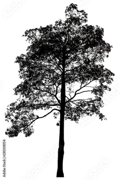 Fototapeta Black shadows, large trees that are completely isolated on a white background.
