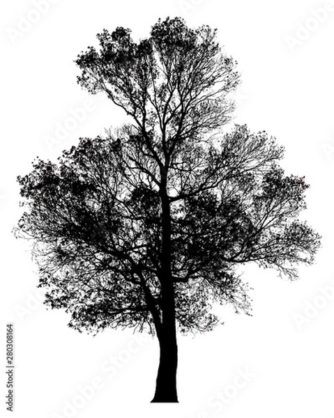 Fototapeta Black shadows, large trees that are completely isolated on a white background.