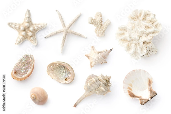 Fototapeta set / collection of various shells, corals, sea snails and starfish isolated on a white background, natural decorative marine design elements, top view