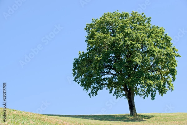 Obraz Tree with blue sky as background