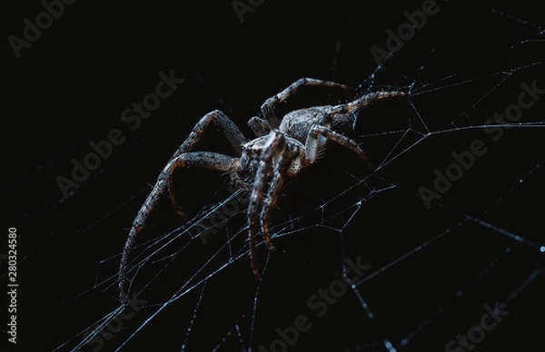 Fototapeta the spider hunts at night on the web, the predator weaves a network for hunting, atmospheric background for Halloween, a macro photograph of a arthropod creature