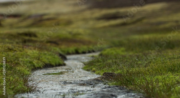 Fototapeta Little Stream with green grass with droplets of dew. Low angle view with perspective and bokeh effect. Landmannalaugar trek, Iceland