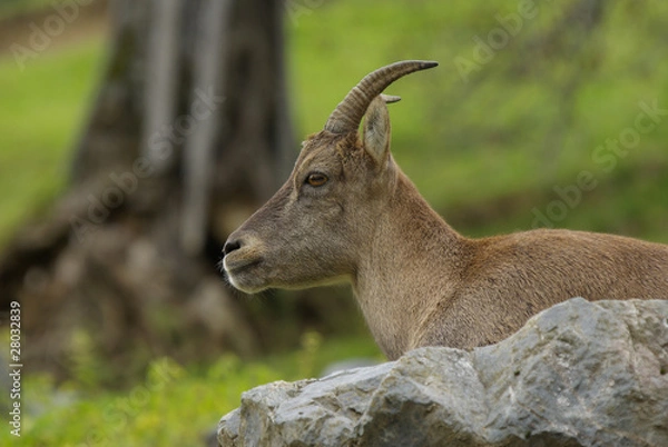 Obraz Steinbockportrait