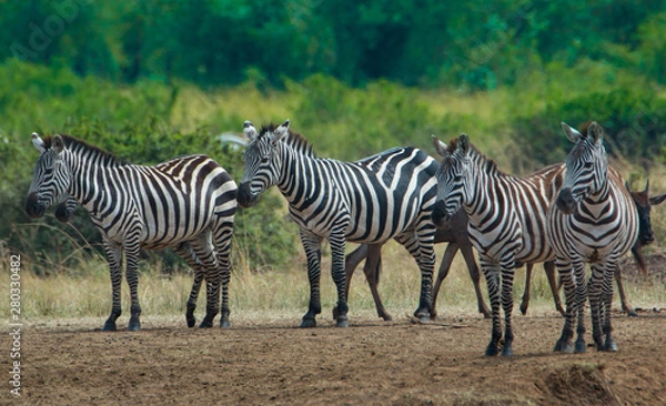 Fototapeta Zebras In The Wild