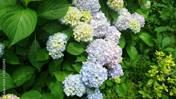 Fototapeta hydragea2