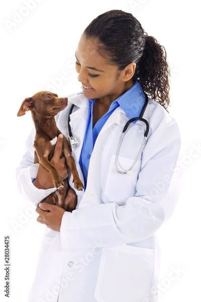 Obraz Veterinarian