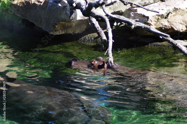 Obraz hippopotame en immersion