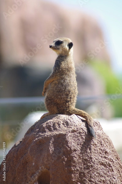 Obraz suricate