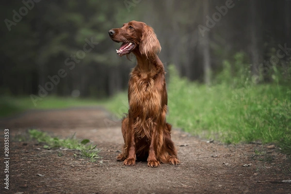Fototapeta Irish setter in summer forest