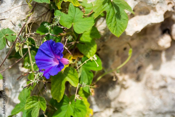 Fototapeta Beautiful blue flower on bright rocky background with room for copy on the right.