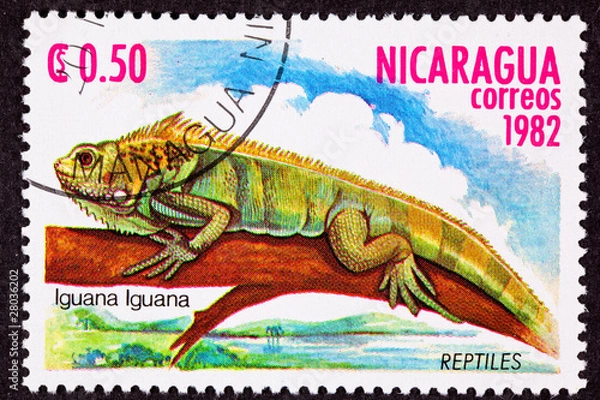 Obraz Canceled Nicaraguan Postage Stamp Green Iguana Lizard Branch