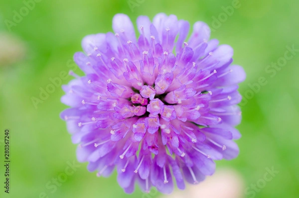 Obraz pincushion flower