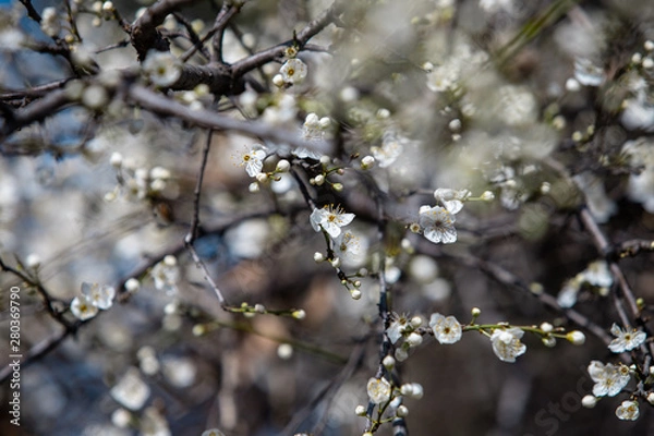 Obraz blooming white tree in spring