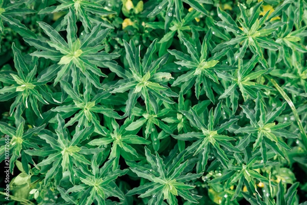 Fototapeta Abstract Textures The Green Plants From Nature