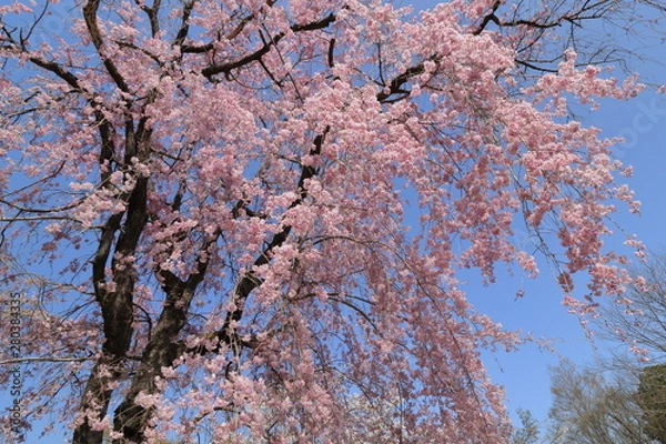 Fototapeta 満開の枝垂れ桜と青空