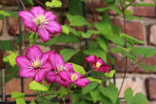Obraz Clematis