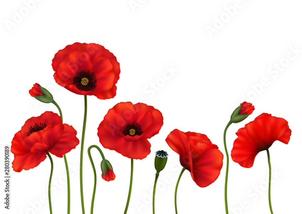 Obraz Poppy Flowers