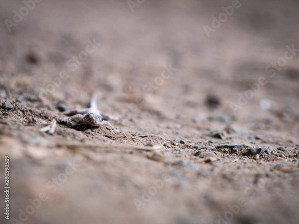 Fototapeta Eyes of House Lizard