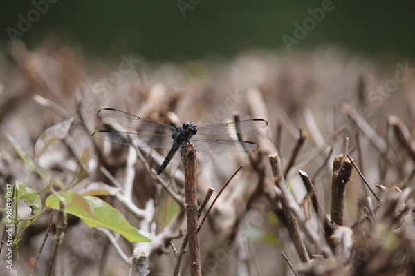 Obraz Perched Dragonfly