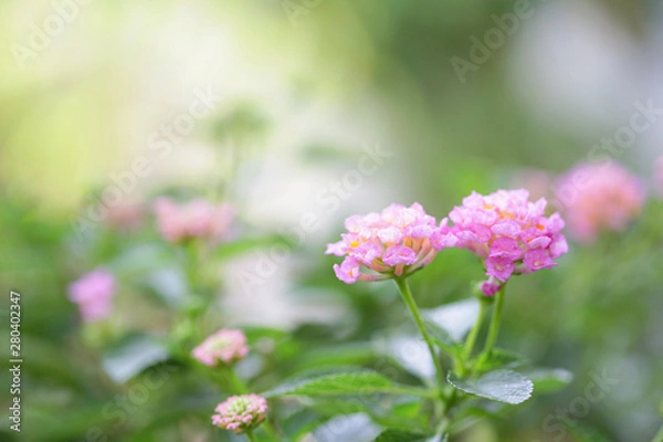 Obraz Pink Hedge Lantana flower at outdoor