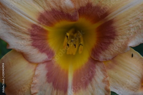 Fototapeta zoom flower