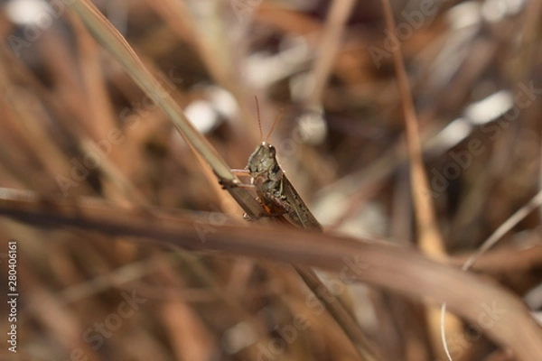 Fototapeta grasshopper