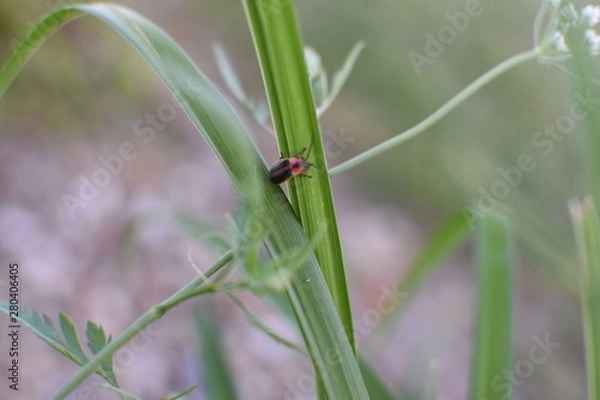 Fototapeta bug on leaf