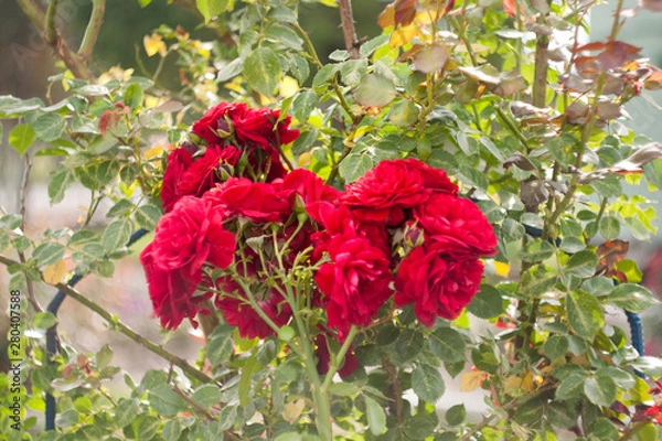 Obraz red autumn leaves