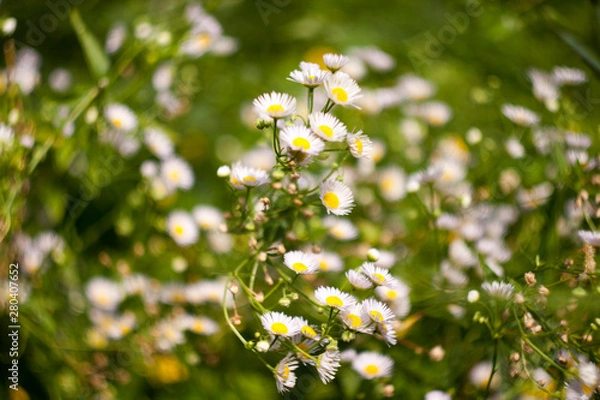 Obraz chamomile