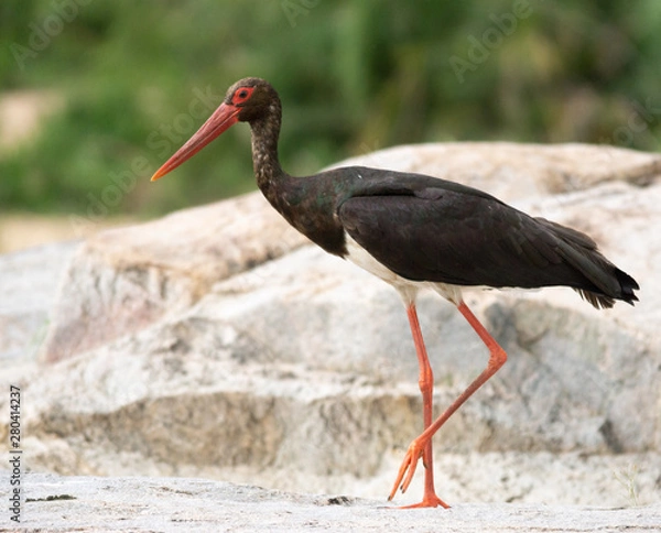 Obraz Black Stork