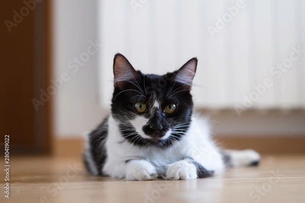 Fototapeta Comportamiento de un gato doméstico hembra