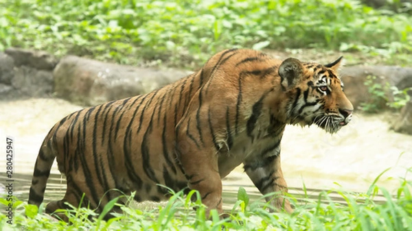 Obraz Royal Bengal Tiger in lake
