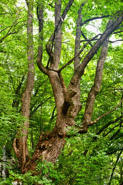 Fototapeta Old tree in the forest