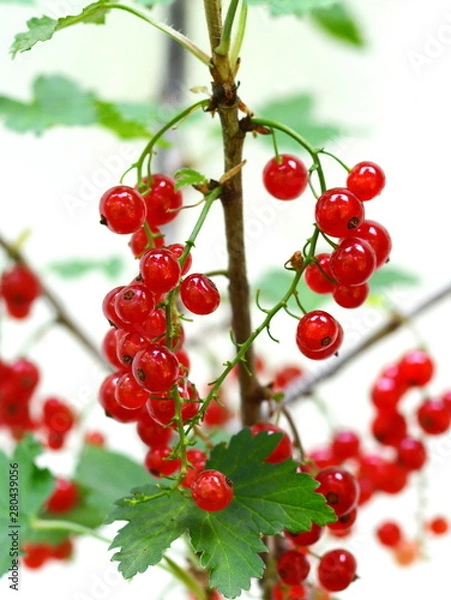 Fototapeta Ripe red currants close-up as background. Branch of ripe red currant in a garden.