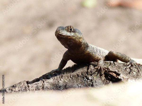 Fototapeta Lagartixa