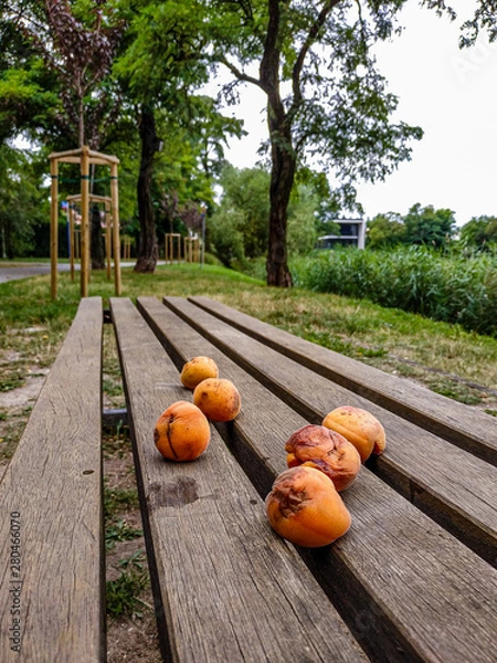 Obraz rotten apricots in the Park on a wooden table