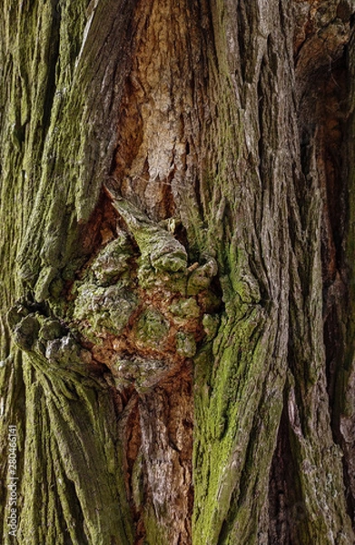 Obraz the bark of an old oak tree