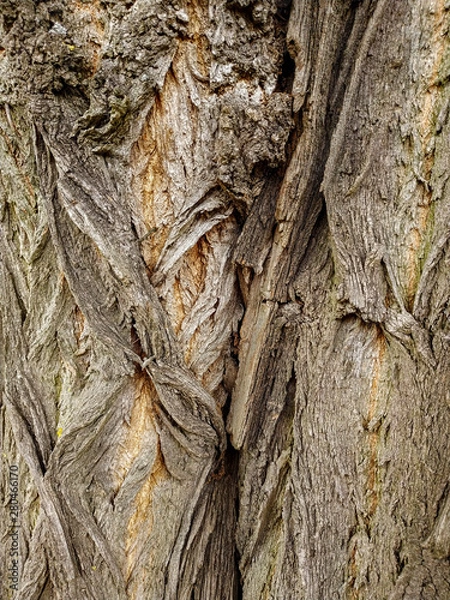 Obraz the bark of an old oak tree