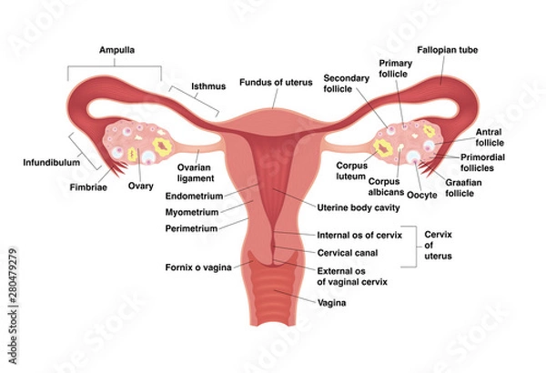Obraz Schematic drawing showing the internal organs of the female reproductive system. Vector realistic medical illustration with detailed explanation. Frontal view in a cut.