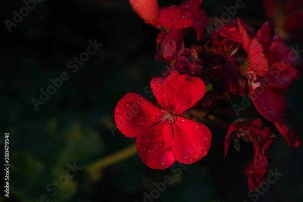 Obraz 朝、夜明け、光