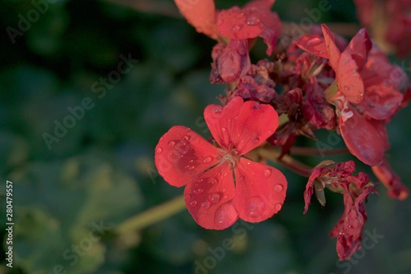 Obraz 朝、夜明け、光