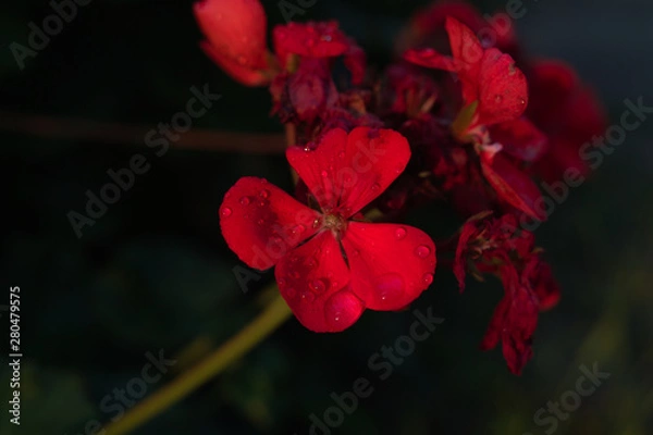 Obraz 朝、夜明け、光