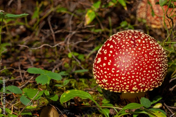 Fototapeta fly agaric in the forest