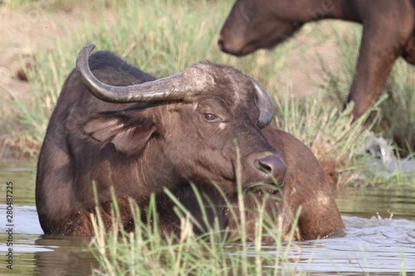 Obraz Kaffernbüffel / Buffalo / Syncerus caffer
